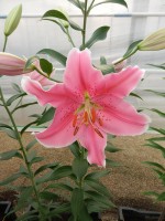 [4197 Sorbonne TL No102.JPG]